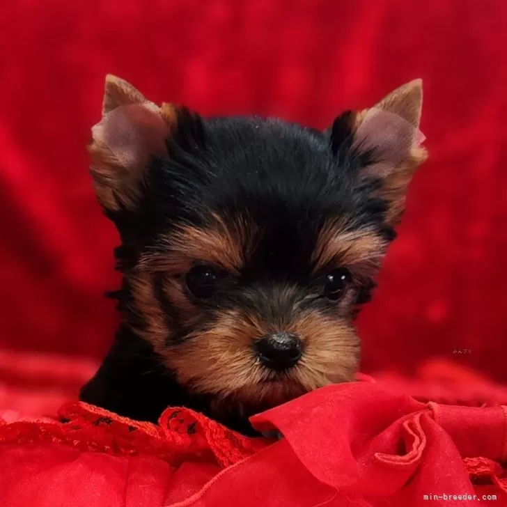 ID:2403-01705の子犬