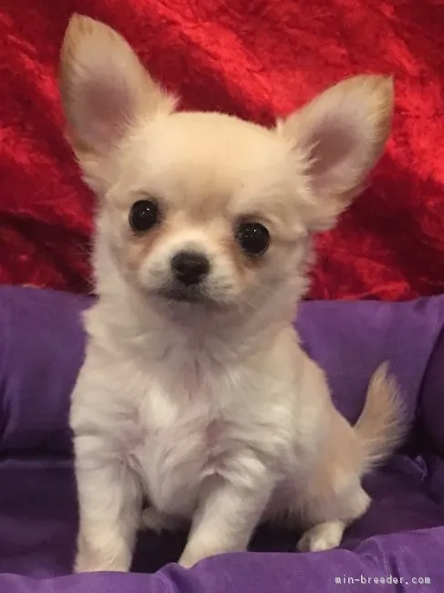 ID:1901-00383の子犬