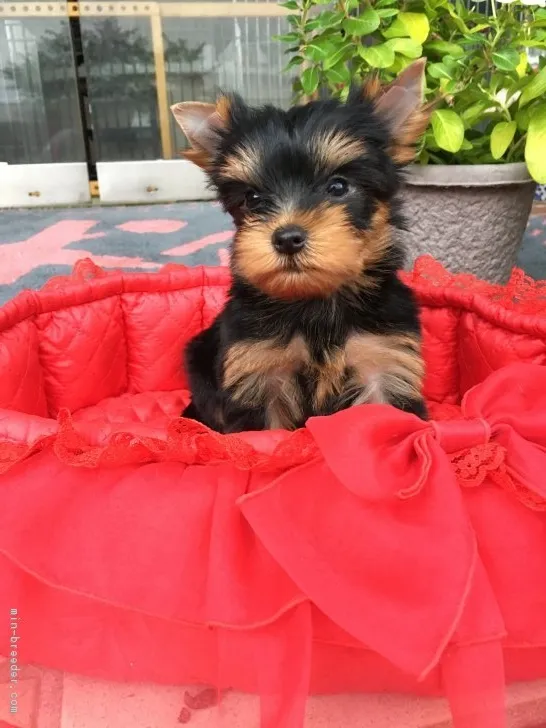 ID：1809-02017の子犬
