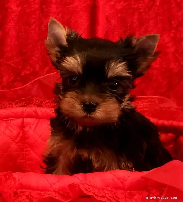 ID:2003-00221の子犬