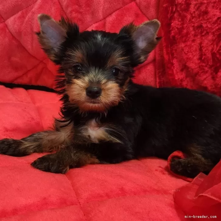 ID:2405-01184の子犬