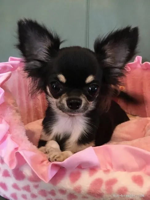 ID:1902-02788の子犬