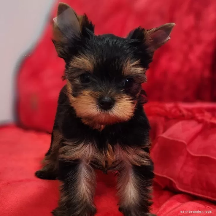 ID：2405-01109の子犬