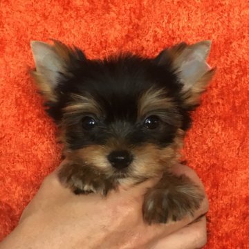 ヨークシャーテリア【三重県・女の子・2017年2月20日・スチールブルー&タン】の写真「ショークオリティーで小ぶりの可愛い女の子です。」