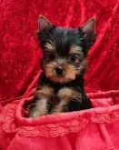 ヨークシャーテリア【三重県・男の子・2023年10月2日・スチールブルー&タン】の写真3