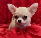 チワワ(スムース)【三重県・女の子・2024年6月17日・フォーン】の写真3