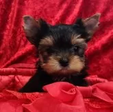 ヨークシャーテリア【三重県・女の子・2024年3月15日・スチールブルー&タン】の写真5