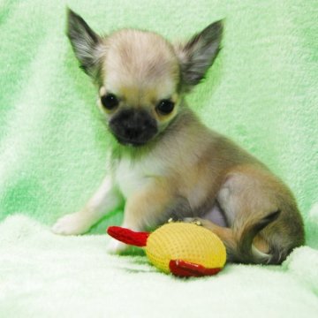 チワワ(ロング)【福岡県・女の子・2025年8月15日・フォーン】の写真「とても小柄な子です(小さい子が希望の人は必見）」