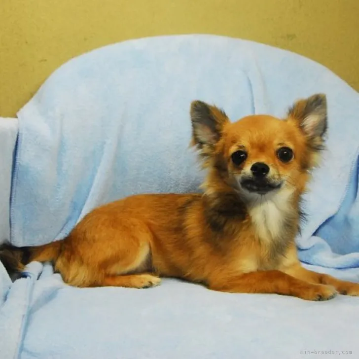 ID:2304-01931の子犬