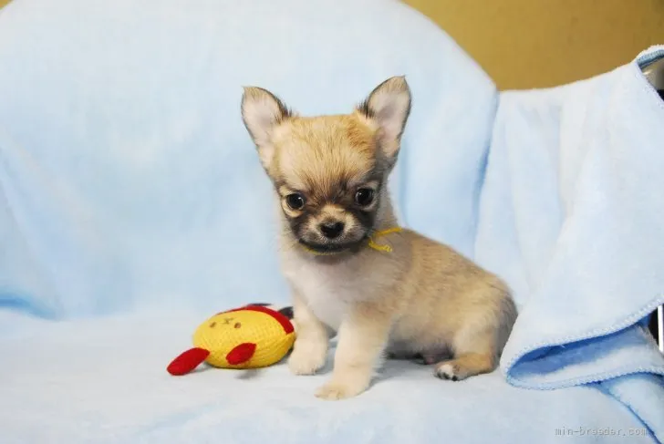 チワワ(ロング)【福岡県・男の子・2022年2月12日・フォーン】の写真1「4/1：撮影」