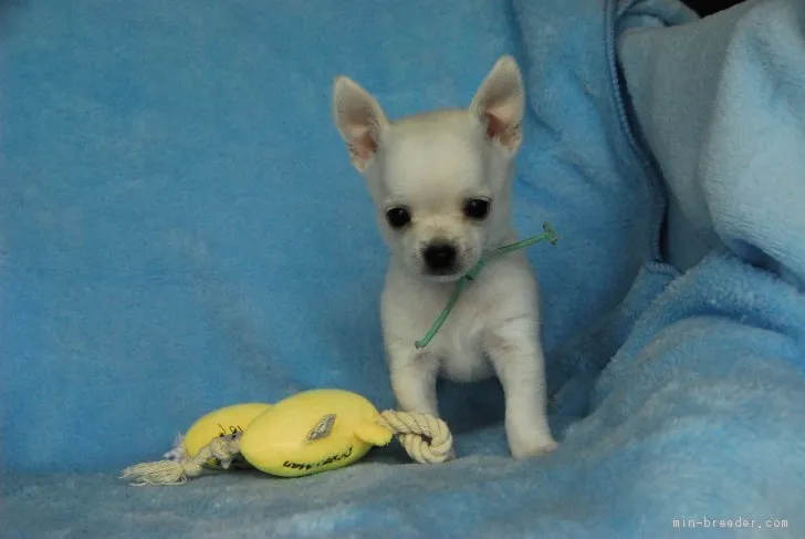 ID：1705-01375の子犬