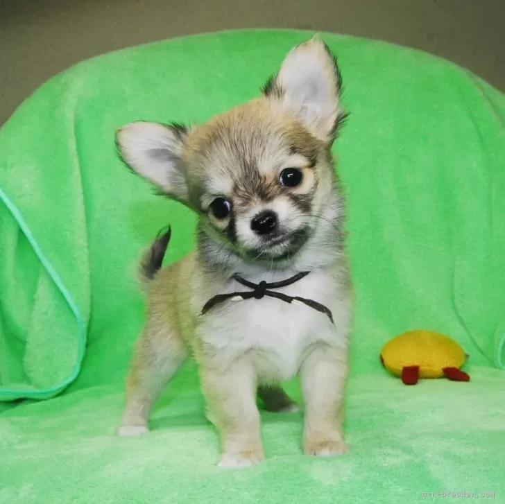 ID：2401-02557の子犬