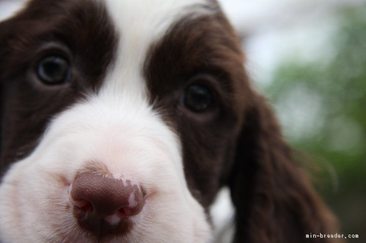 生後６０日のパピー｜遠藤　敏也(えんどう　としや)ブリーダー(宮城県・イングリッシュスプリンガースパニエルなど・JKC登録)の紹介写真2