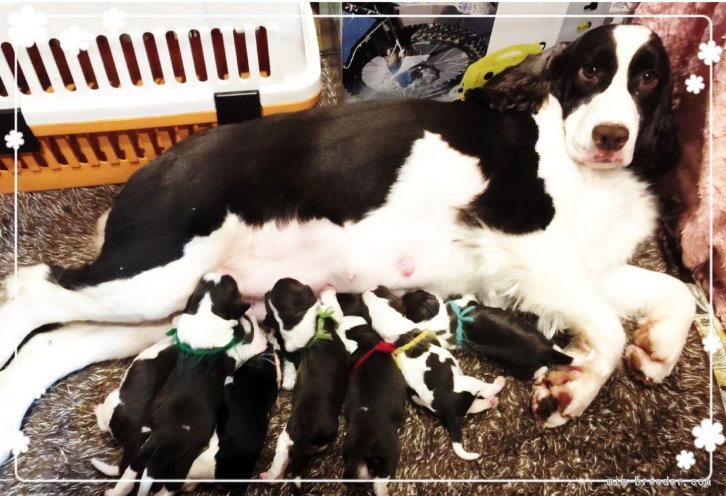 遠藤　敏也(えんどう　としや)ブリーダー(宮城県・イングリッシュスプリンガースパニエルなど・JKC登録)の紹介写真3