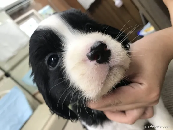 ID：1707-01799の子犬