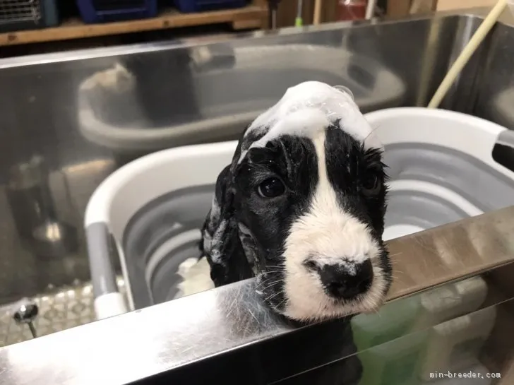 ID：2104-00972の子犬