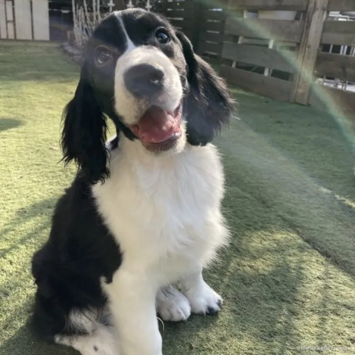 kobarin 様のお迎えした子犬