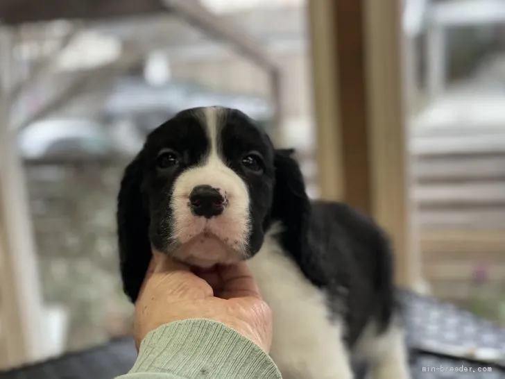 たけ 様のお迎えした子犬