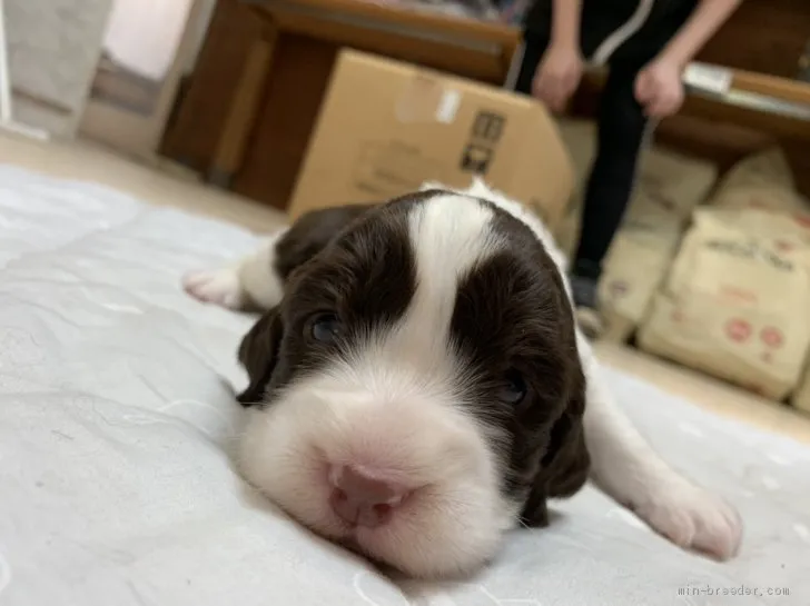 tks6996bmx 様のお迎えした子犬