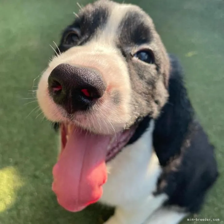 ID:2206-02064の子犬