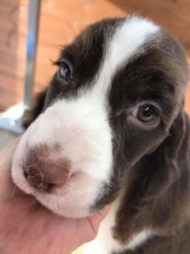 イングリッシュスプリンガースパニエル【宮城県・男の子・2017年3月8日・レバー&ホワイト】の写真「父犬、母犬共にチャンピオン犬です！」