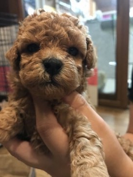 トイプードル(タイニー)【宮城県・女の子・2017年6月22日・レッド】の写真「パチクリお目目になりました！」