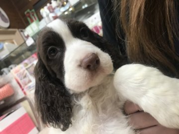 イングリッシュスプリンガースパニエル【宮城県・男の子・2018年2月12日・レバー&ホワイト】の写真「健康診断とワクチン接種してきました！」