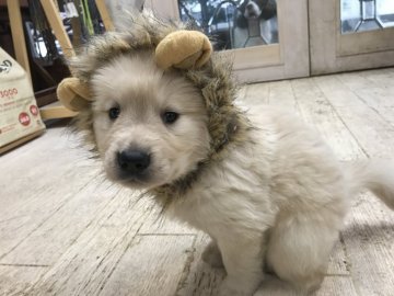 ゴールデンレトリバー【宮城県・男の子・2017年7月10日・ゴールデン】の写真「父犬母犬共にチャンピオン犬です！」