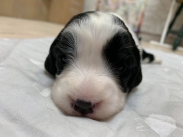 イングリッシュスプリンガースパニエル【宮城県・女の子・2020年8月26日・ブラック&ホワイト】の写真「つぶらな瞳が可愛いです」