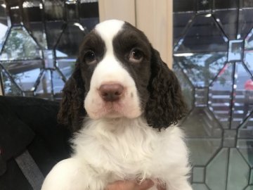 イングリッシュスプリンガースパニエル【宮城県・女の子・2018年4月1日・レバー&ホワイト】の写真「6月2日ワクチン接種してきました！」