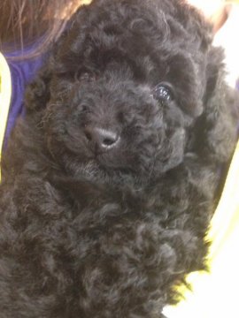 トイプードル(トイ)【宮城県・男の子・2017年4月2日・ブラック】の写真「初シャンプーしてふわもこになりました♪」