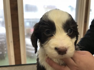 イングリッシュスプリンガースパニエル【宮城県・女の子・2017年12月14日・レバー&ホワイト】の写真「母乳と離乳食で元気に成長中です！」