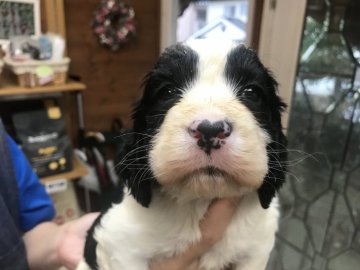 イングリッシュスプリンガースパニエル【宮城県・男の子・2019年5月20日・ブラック&ホワイト】の写真「離乳食始めました。」