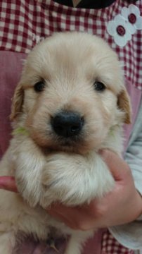 ゴールデンレトリバー【宮城県・男の子・2018年5月19日・ゴールデン】の写真「父犬チャンピオン犬です！」