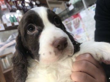 イングリッシュスプリンガースパニエル【宮城県・女の子・2018年2月12日・レバー&ホワイト】の写真「健康診断とワクチン接種してきました！」