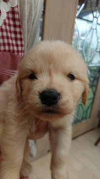 ゴールデンレトリバー【宮城県・女の子・2018年5月19日・ゴールデン】の写真「父犬チャンピオン犬です！」