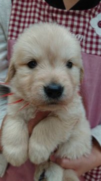 ゴールデンレトリバー【宮城県・女の子・2018年5月19日・ゴールデン】の写真「父犬チャンピオン犬です！」