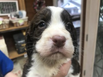 イングリッシュスプリンガースパニエル【宮城県・男の子・2019年5月20日・レバー&ホワイト】の写真「離乳食始めました。」