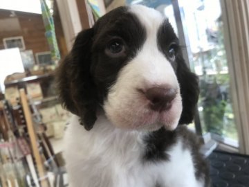 イングリッシュスプリンガースパニエル【宮城県・女の子・2019年4月25日・レバー&ホワイト】の写真「むちむちちゃんです。」