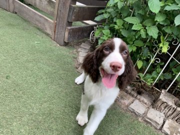 イングリッシュスプリンガースパニエル【宮城県・女の子・2019年5月20日・レバー&ホワイト】の写真「お庭で遊ぶようになりました！」