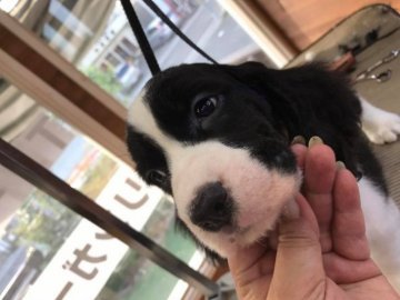 イングリッシュスプリンガースパニエル【宮城県・男の子・2017年3月8日・ブラック&ホワイト】の写真「父犬母犬にチャンピオン犬です！」