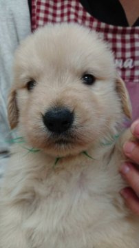 ゴールデンレトリバー【宮城県・男の子・2018年5月19日・ゴールデン】の写真「父犬チャンピオン犬です！」