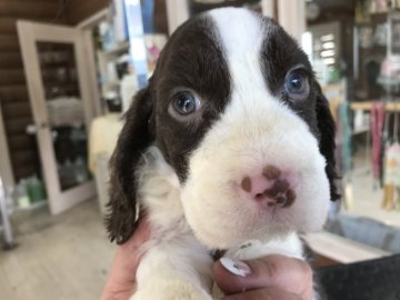 イングリッシュスプリンガースパニエル【宮城県・男の子・2019年2月16日・レバー&ホワイト】の写真「今時期だけのブルーアイです。」