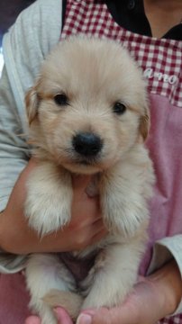 ゴールデンレトリバー【宮城県・女の子・2018年5月19日・ゴールデン】の写真「父犬チャンピオン犬です！」