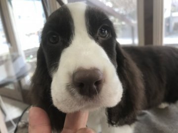 イングリッシュスプリンガースパニエル【宮城県・女の子・2017年12月14日・レバー&ホワイト】の写真「シャンプー日」