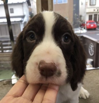 イングリッシュスプリンガースパニエル【宮城県・男の子・2018年12月3日・レバー&ホワイト】の写真「クリクリお目目のハンサムくんです」