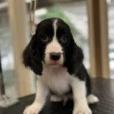 イングリッシュスプリンガースパニエル【宮城県・男の子・2022年6月15日・ブラック&ホワイト】の写真3「ちょびっと舌出てますが」