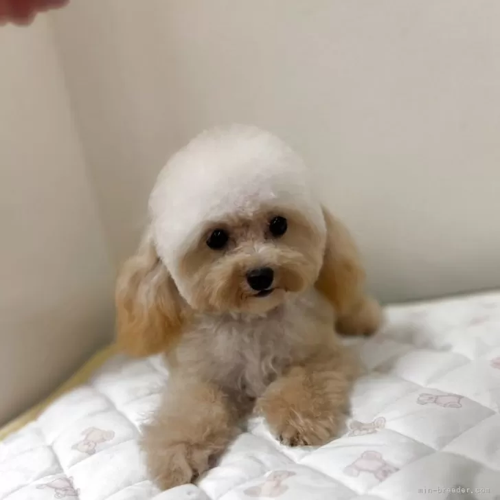 ID:2411-02035の子犬