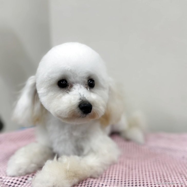 ブリーダー画像