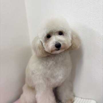 トイプードル(トイ)【熊本県・女の子・2024年10月10日・ペールフォーン(クリーム) 成犬時ホワイトに近い】の写真「お顔、可愛い😆愛らしい女の子👧です🐩」